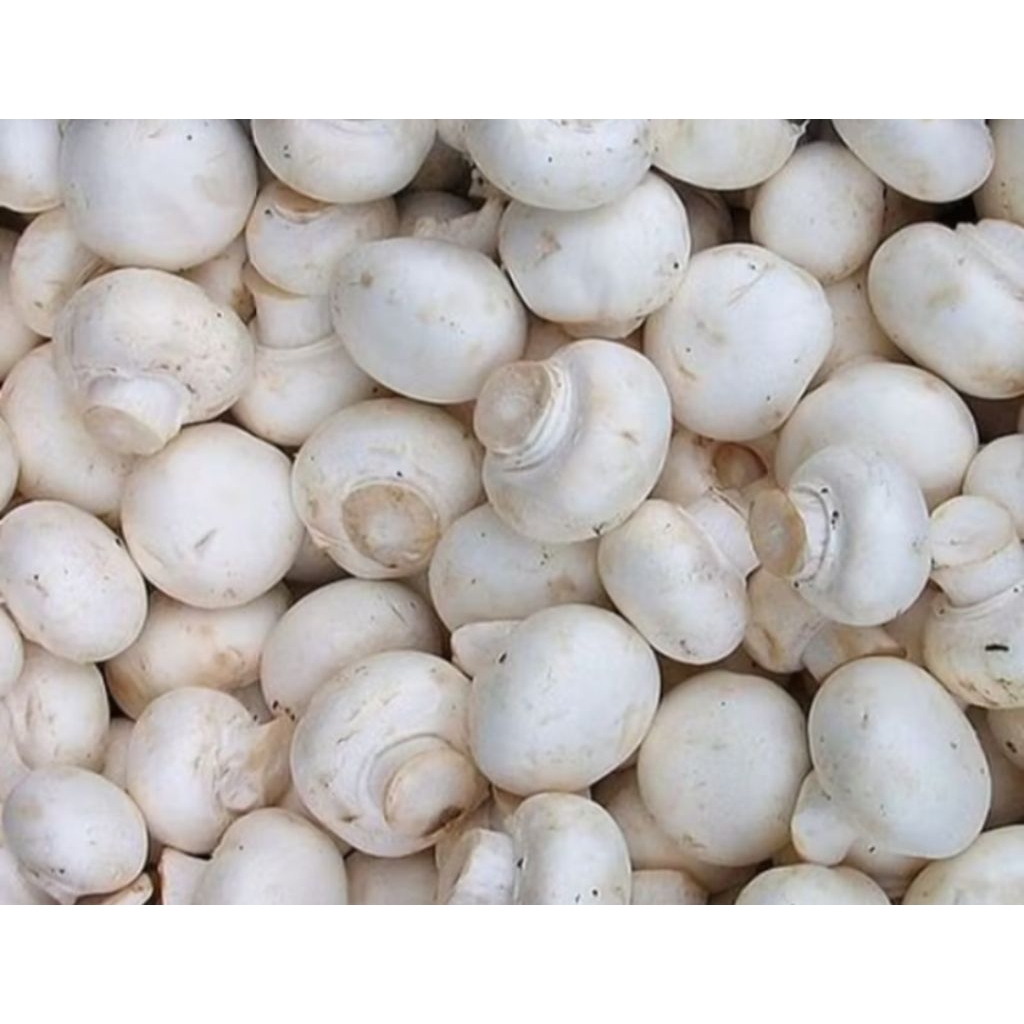 

jamur campinon