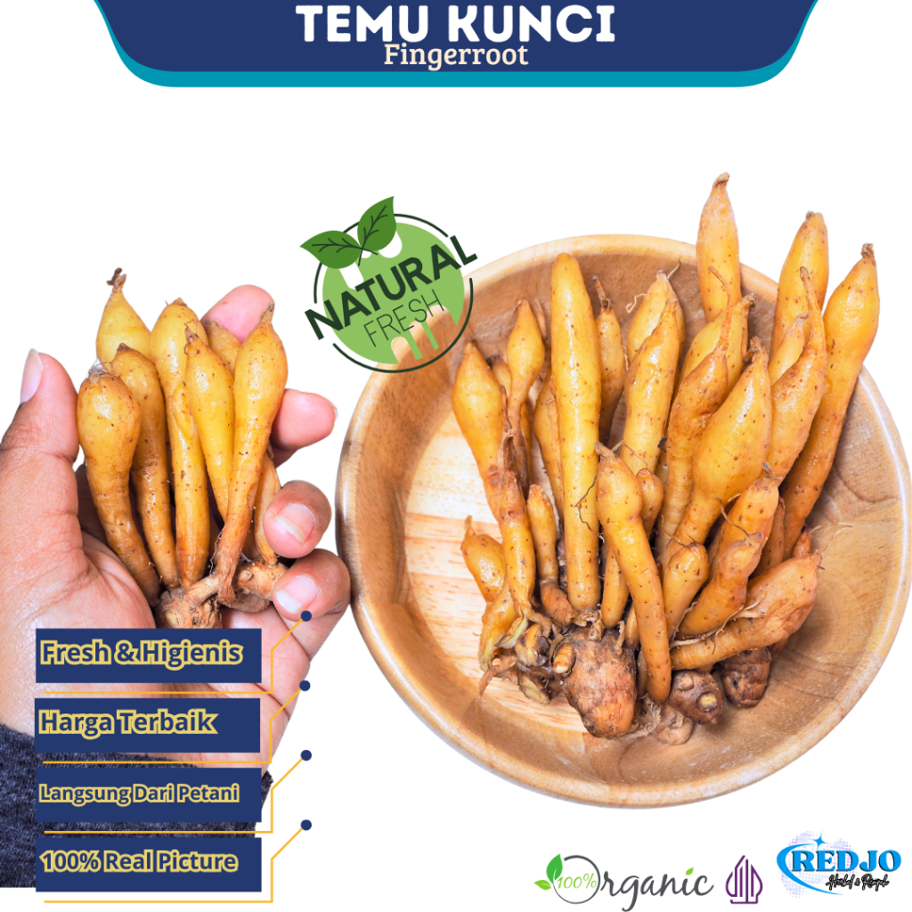 

Temu Kunci Segar 1kg Fingerroot Organik Sudah Bersih Fresh Dari Petani - Rempah Herbal Bumbu masak