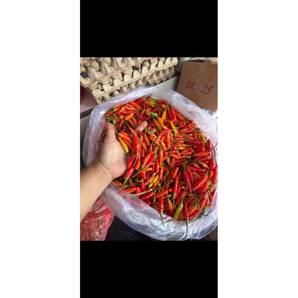 

Cabai Rawit/Cabai Pedas/Lombok Super