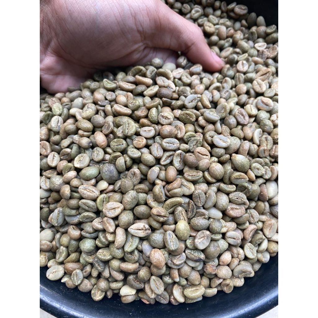 

Green bean/biji kopi robusta gunung majapahit grade 1