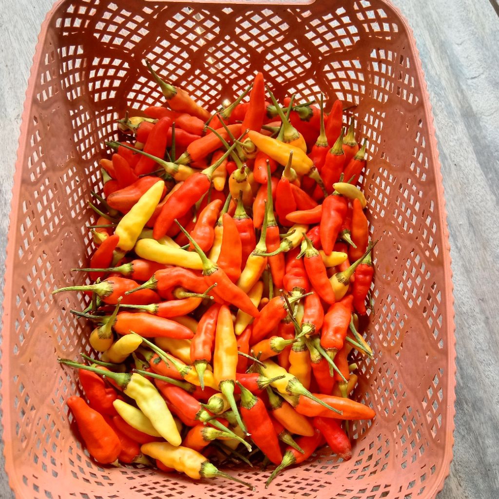 

cabe rawit ORI pedas