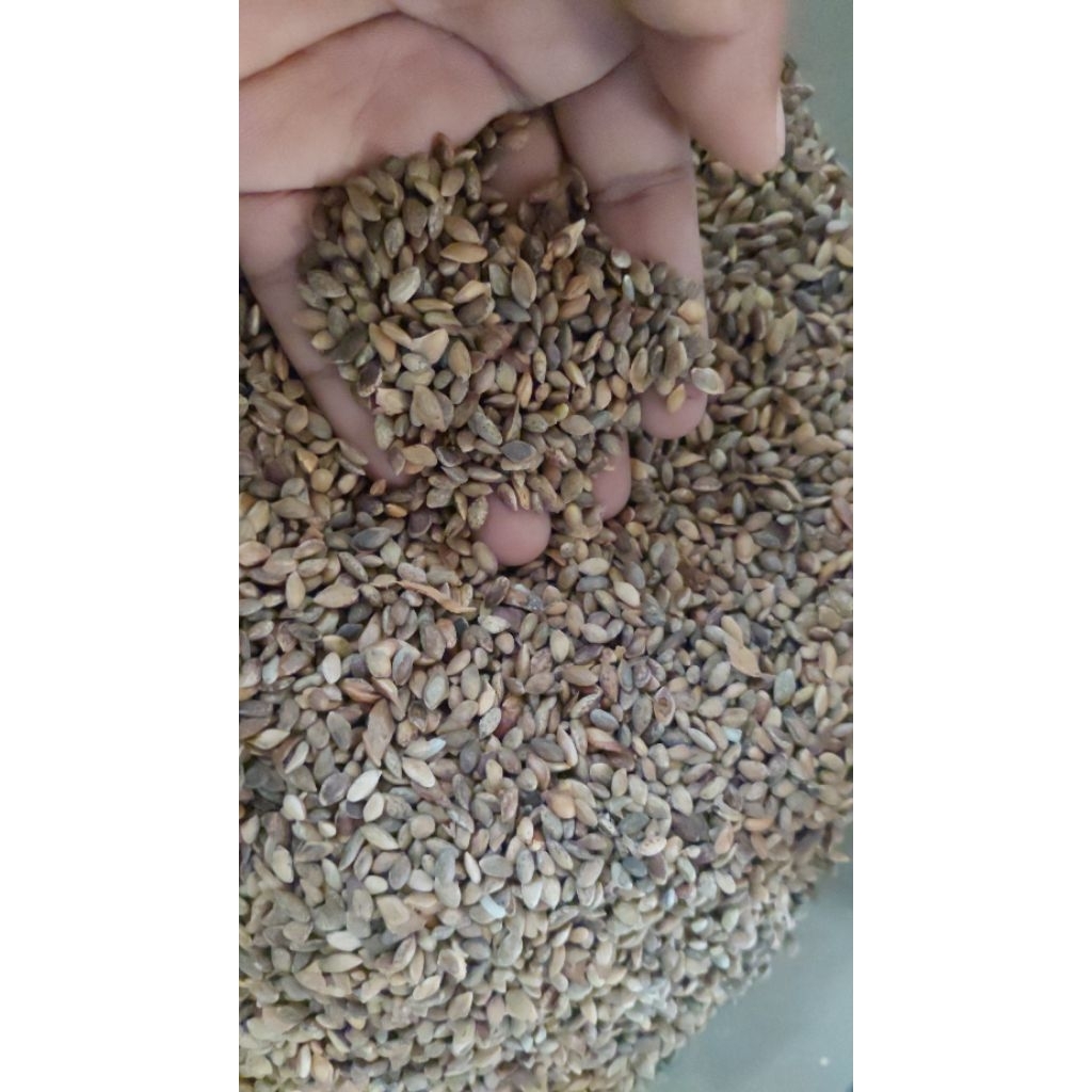 biji pinus merkusi 250 gram