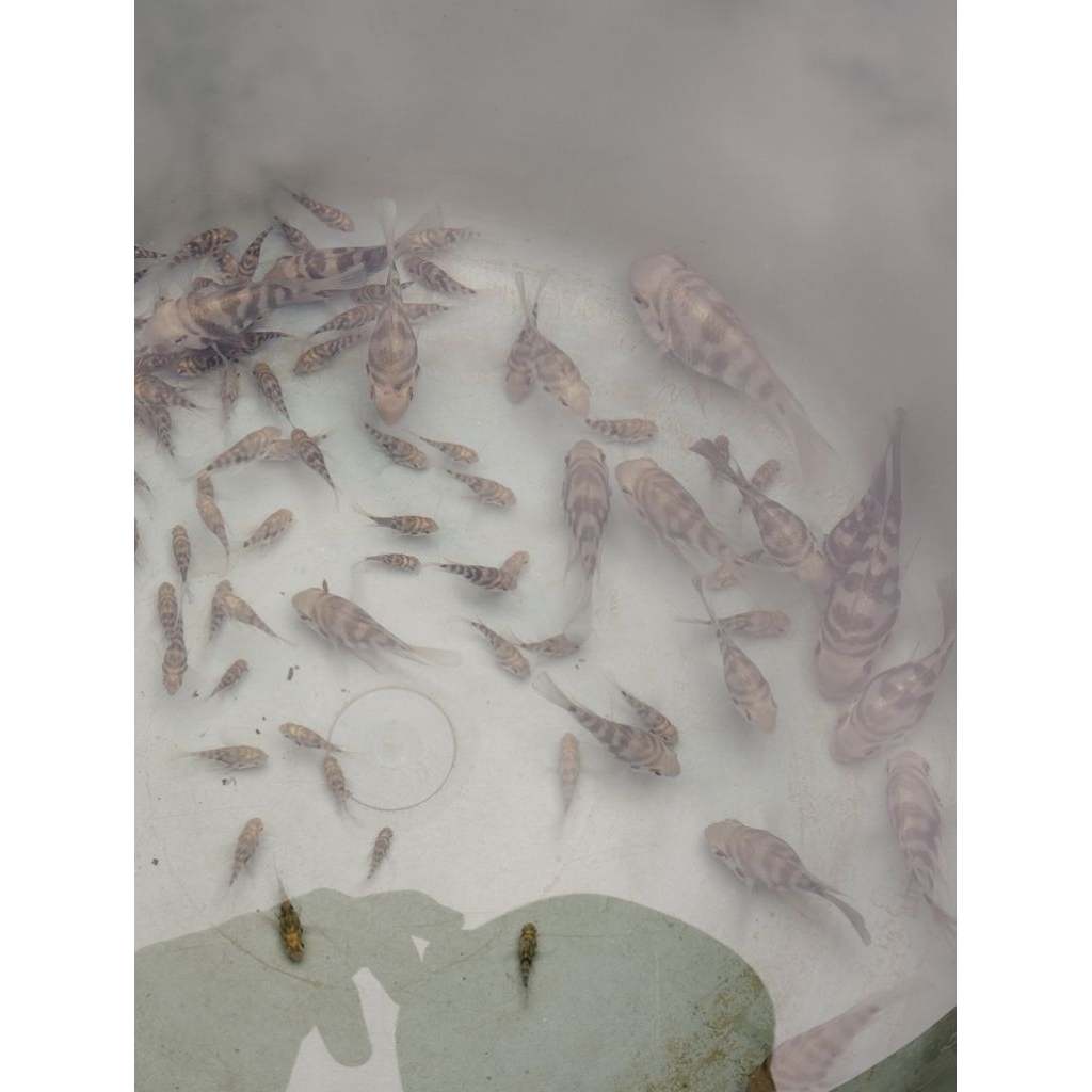 ikan cichlid blue polar