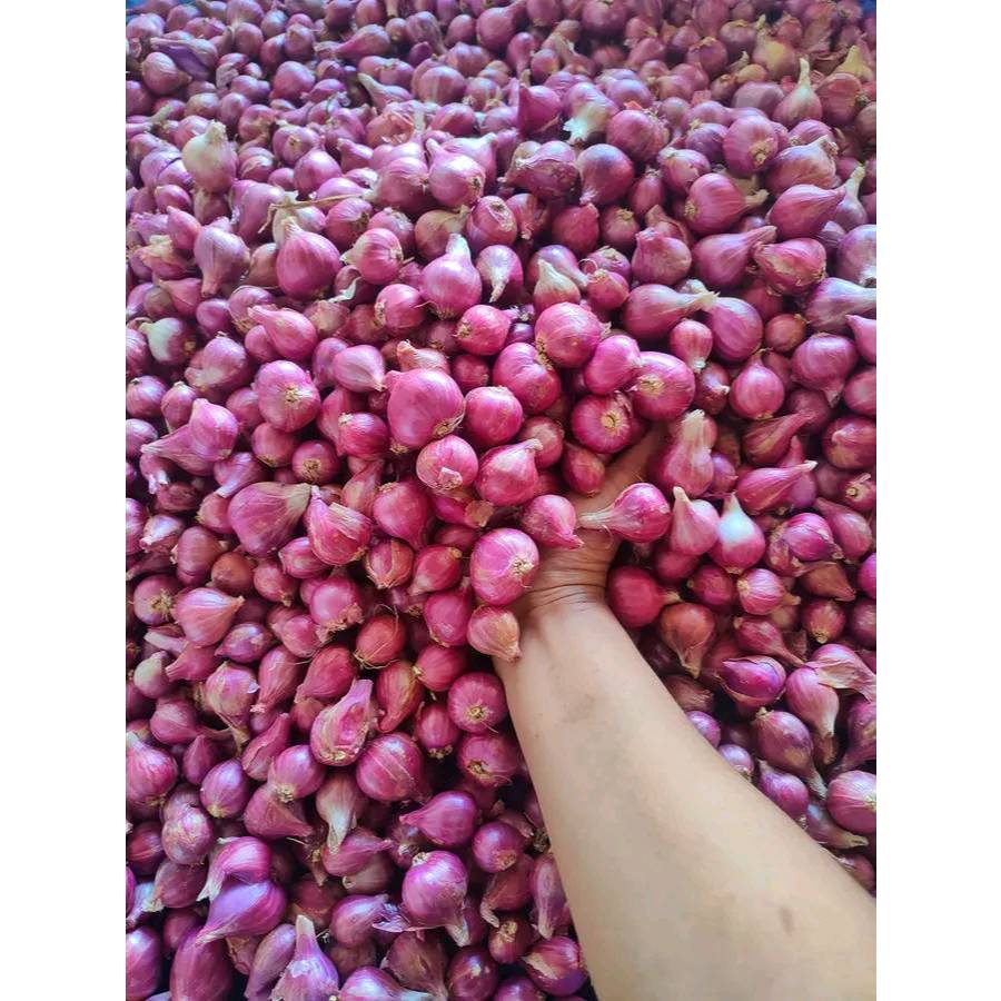 

Bawang Merah Super Jumbo 250gr | Ukuran Besar Asli Bandung | Segar & Harum