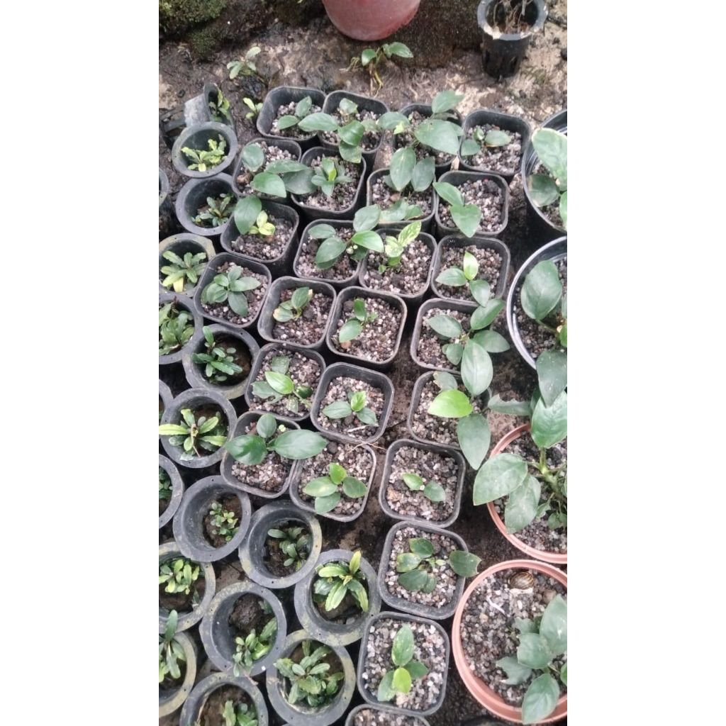 anubias Nana,petit,pinto