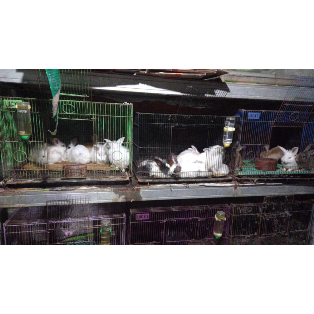 kelinci anakan lokal