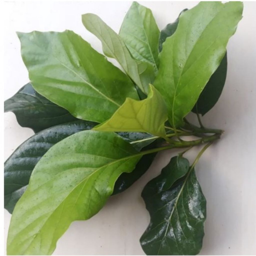 

Daun Alpukat segar 100 lembar