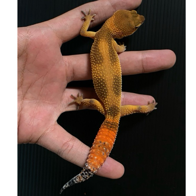 3d printer model leopard gecko , super hypo ph tremper albino