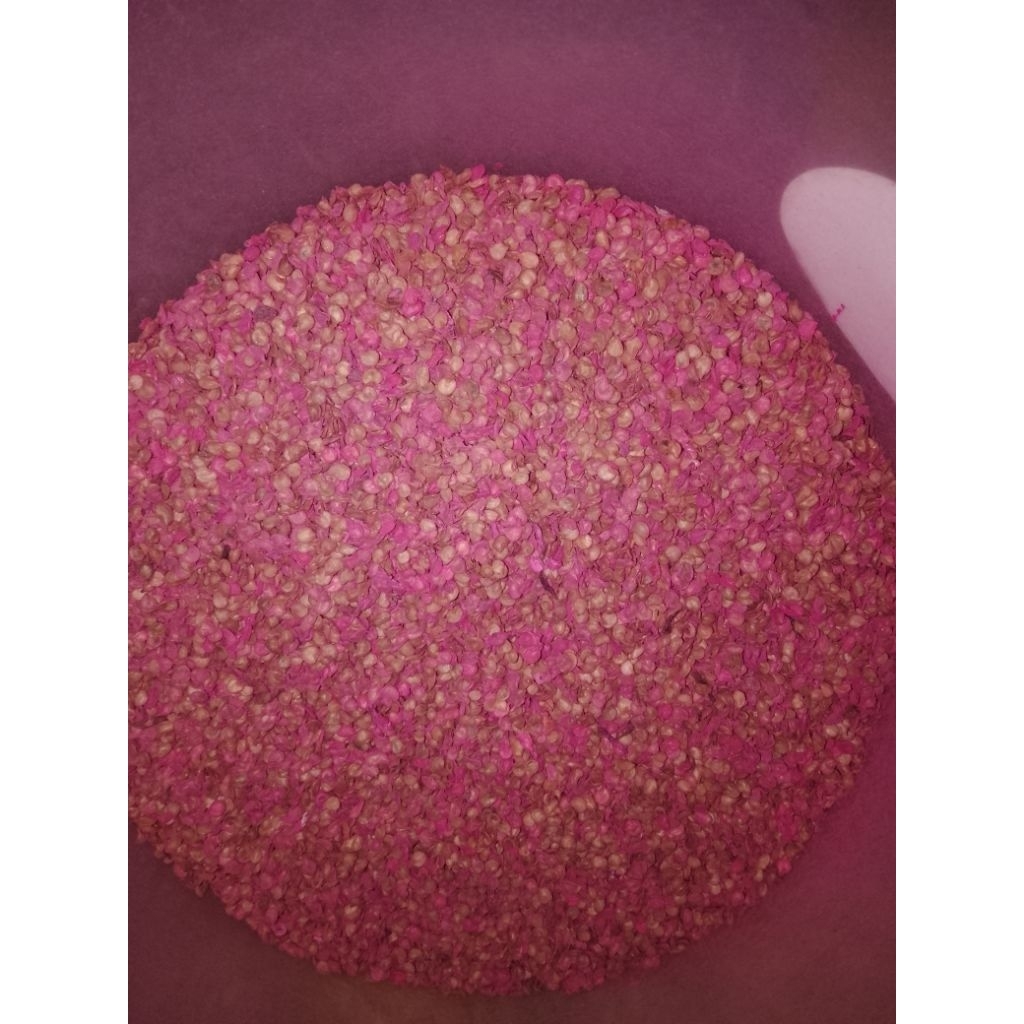 benih cabe patalan/kaleng susu