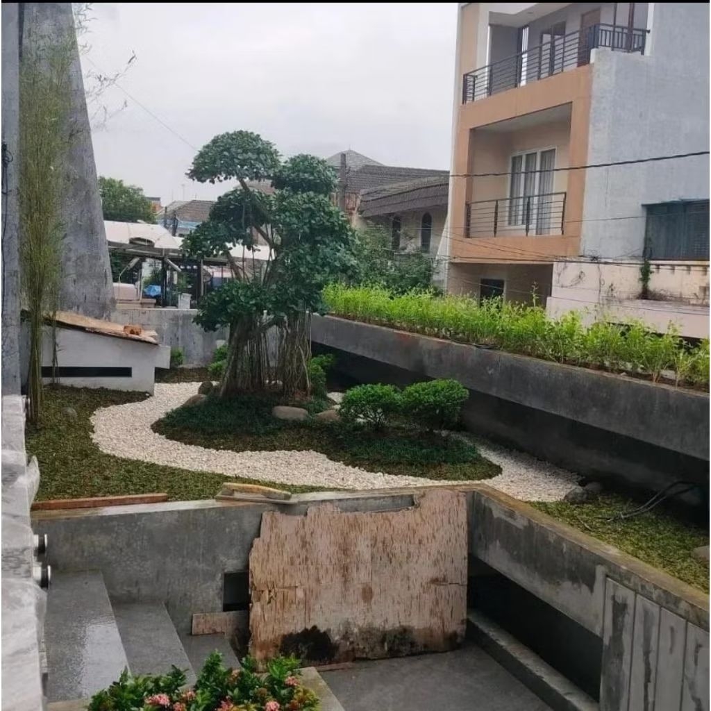 pembuatan taman rumput dengan bonsai dolar atau beringin korea