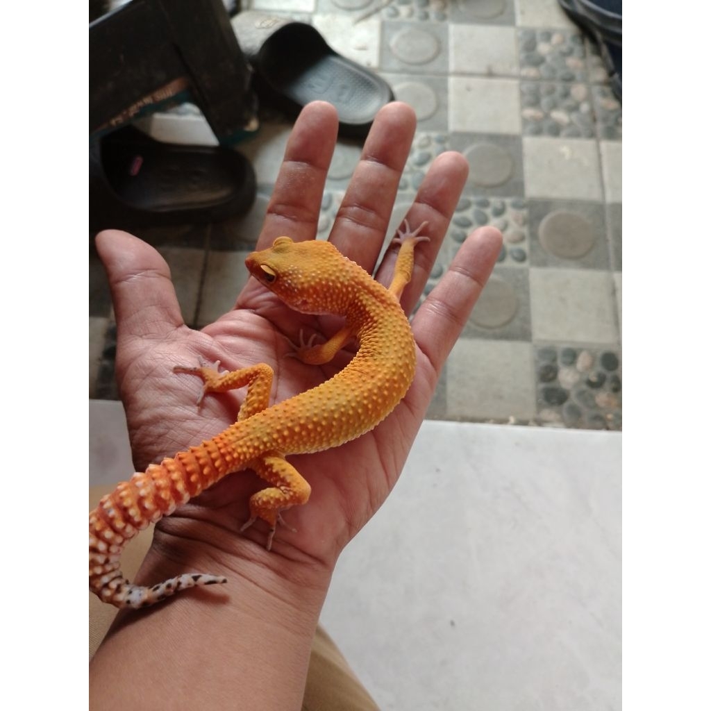 gecko dewasa SHTCB data aman