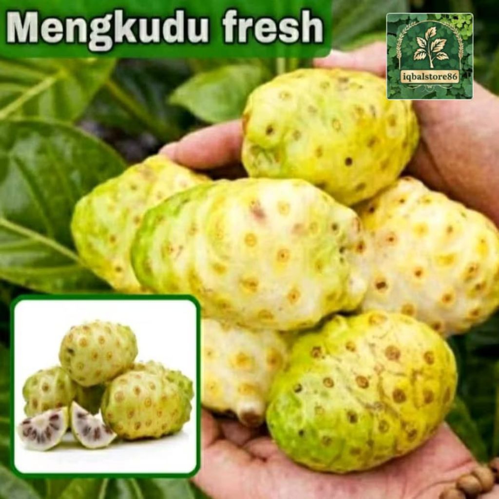 

Buah mengkudu/mengkudu segar fresh 1kg
