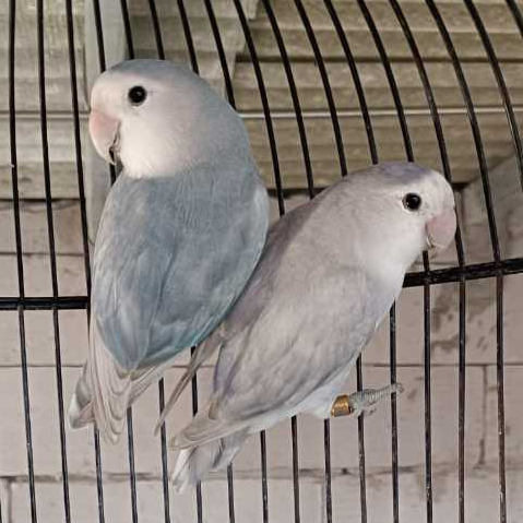 ParrotBoys - Burung Lovebird Siapan Nonklep / Holland / Roseicollis - Marble Blue x Marble Violet