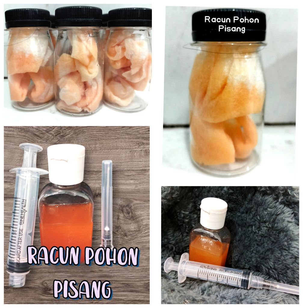 PAKET HEMAT Racun 1 Pisang Suntik + 1 Kapas Racun