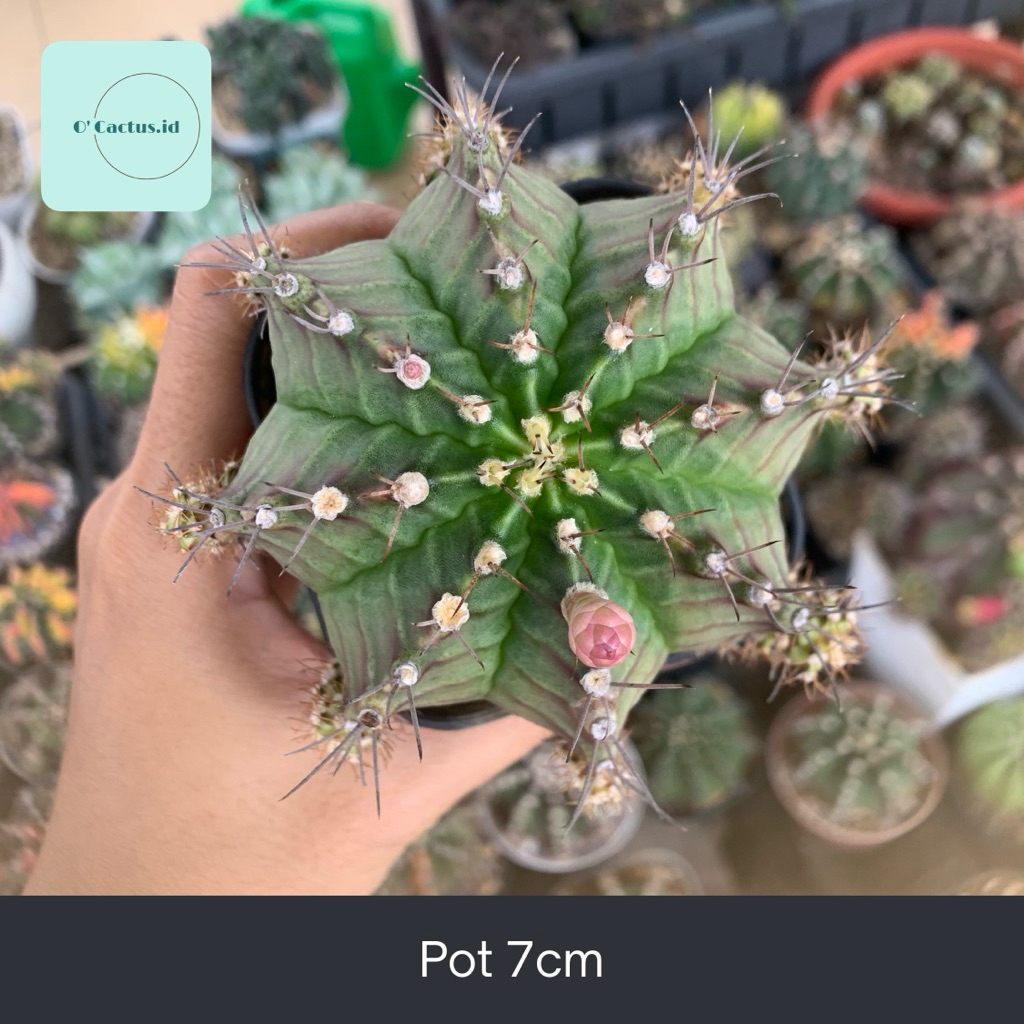 Gymnocalycium LB miha Hybrid kaktus gymno var pink orange miha 2178 ribs lb2178 tanaman hias hidup g