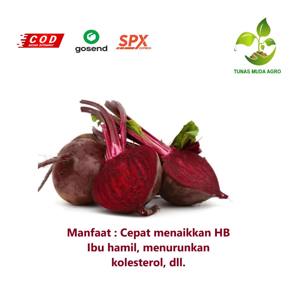 

KIRIM INSTAN BUAH BIT BEETROOT SEGAR FRESH 500g