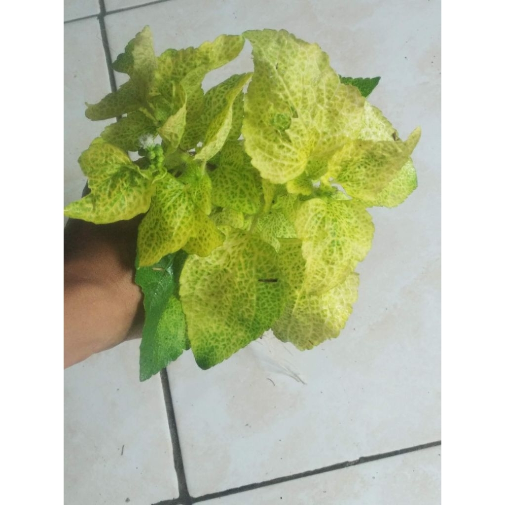 

daun babadotan kuning segar 100gram