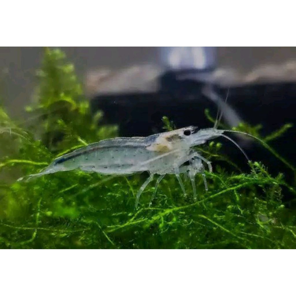 

Udang pembersih aquascape udang amano