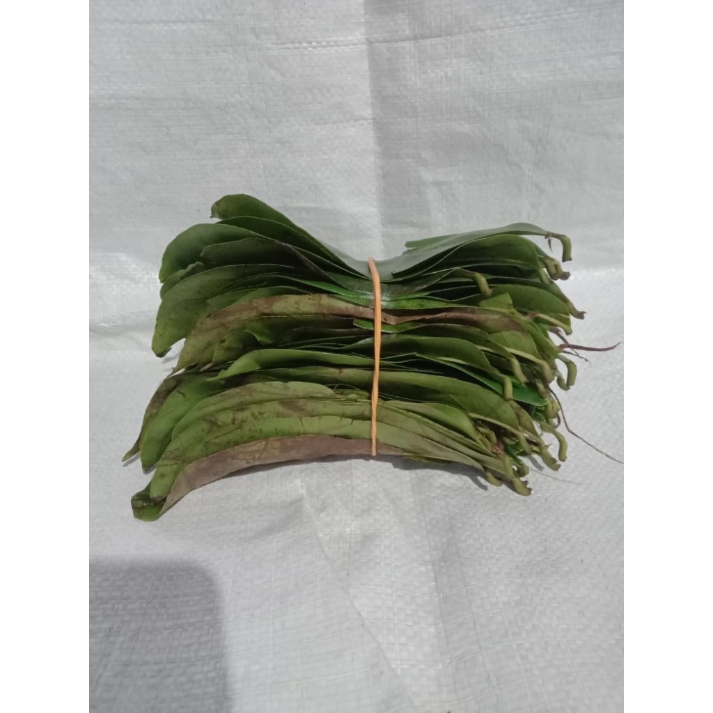 

Daun sirsak segar