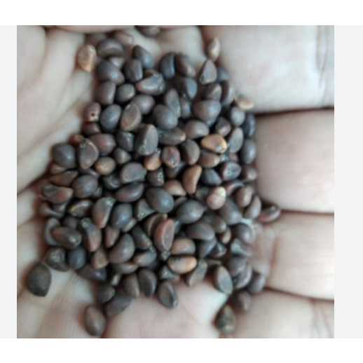 bibit kangkung darat benih kangkung kemasan 200-250biji