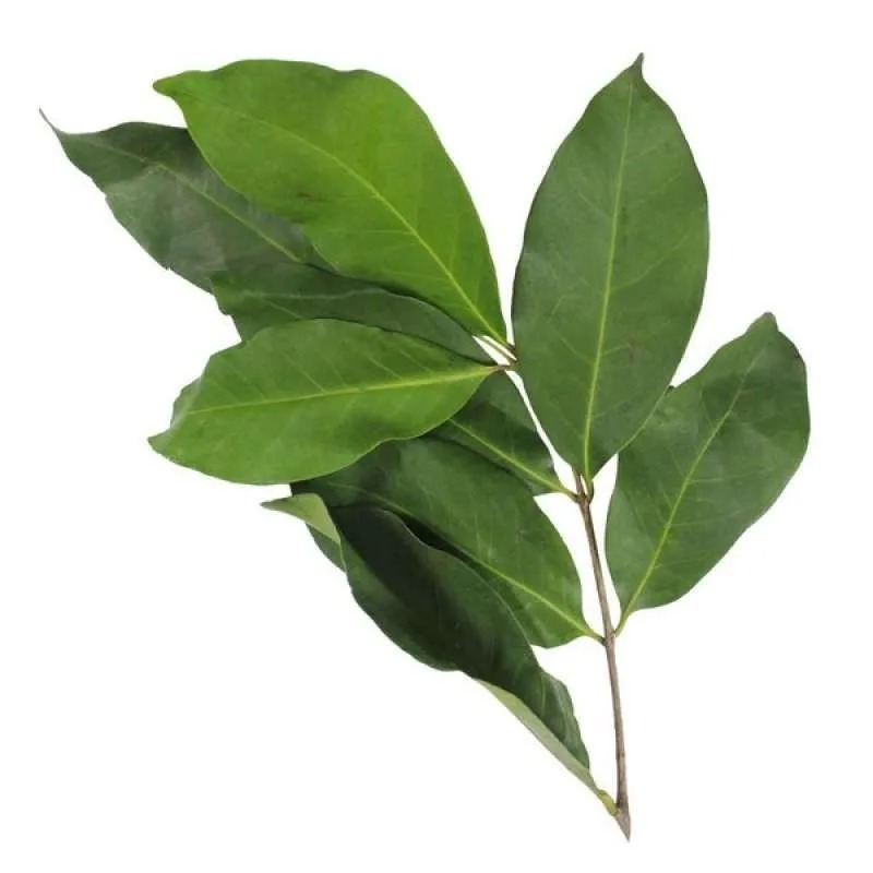 

Daun Salam Segar Daun Salam Fres 100 gram