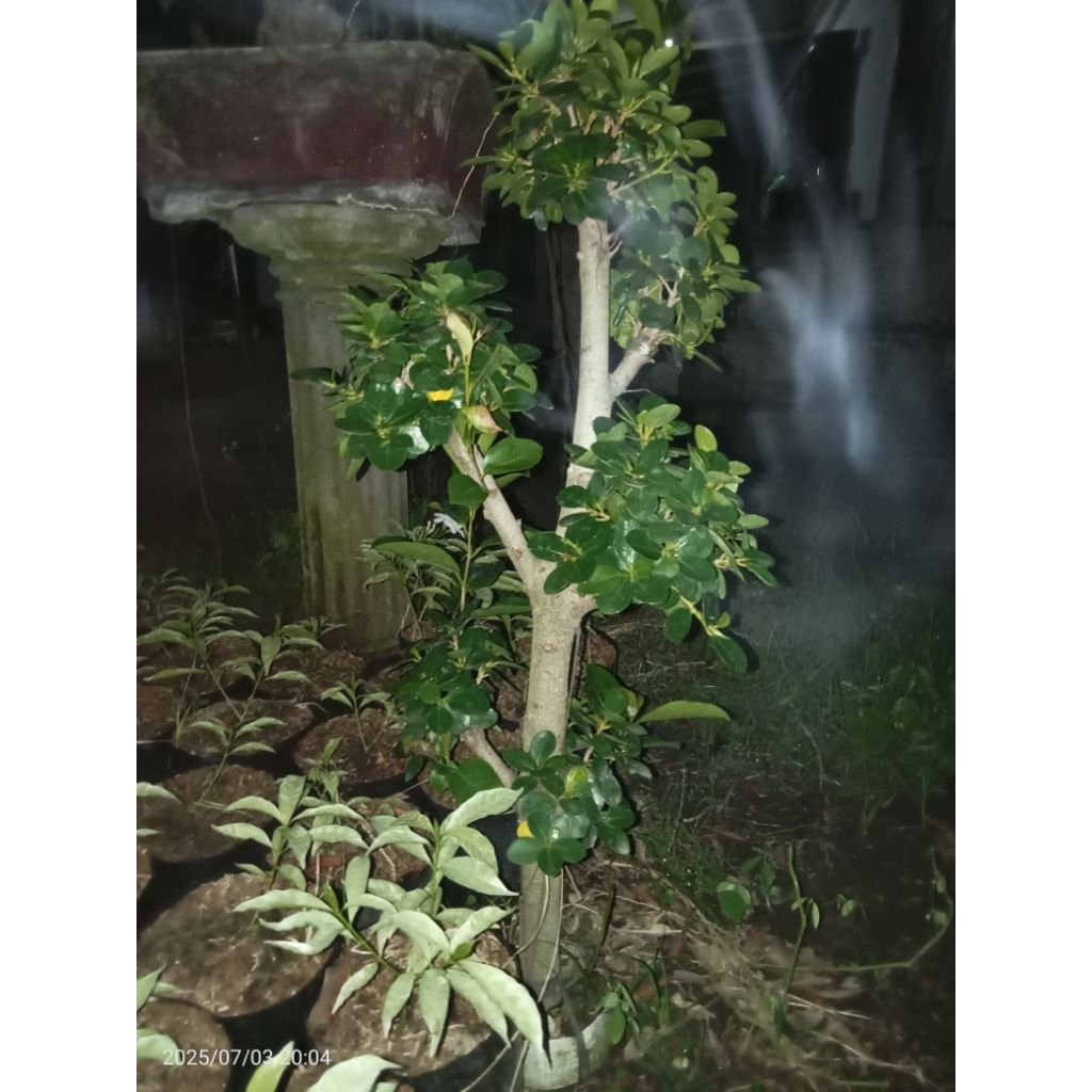 Bonsai dolar mikro