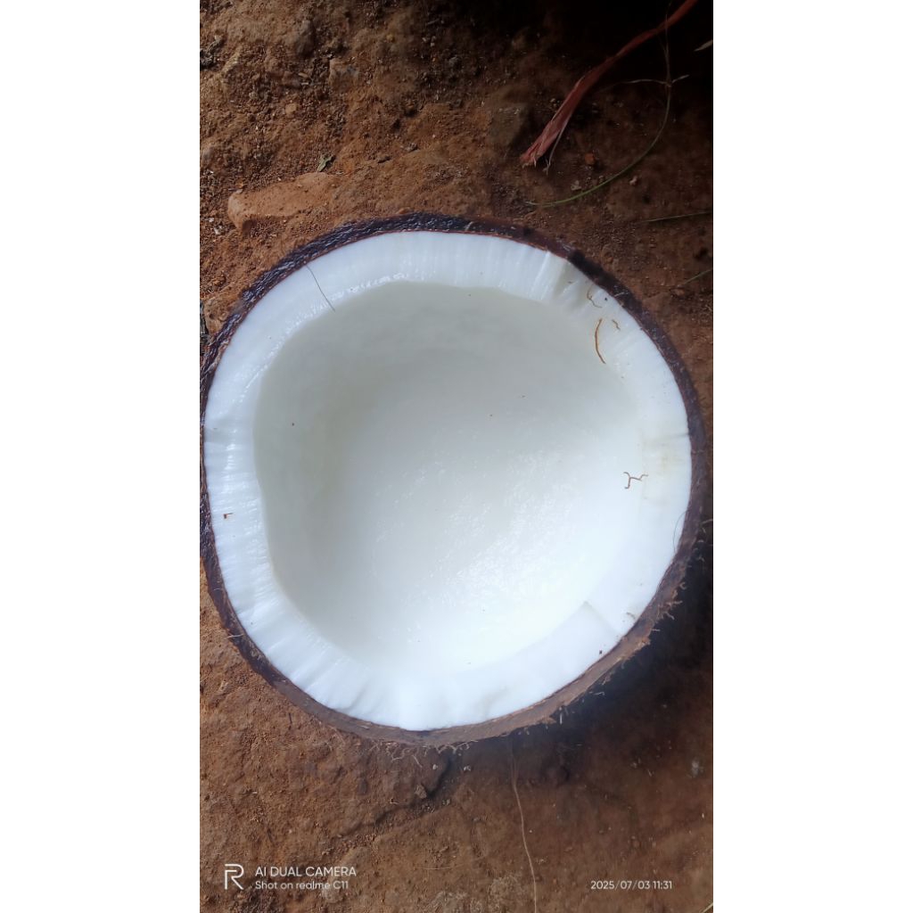 

kelapa tuakupas1butir