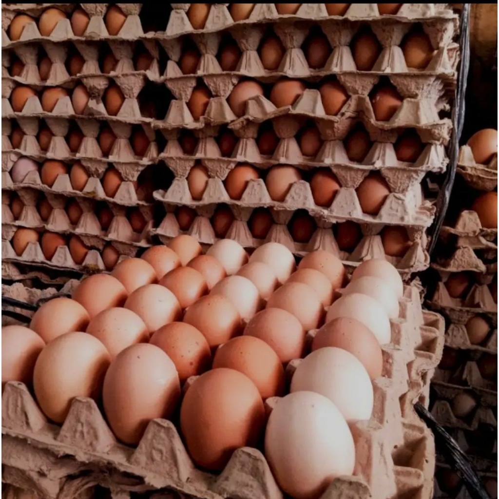 

Telur ayam negeri omega 3 - 30pcs fresh MURAH