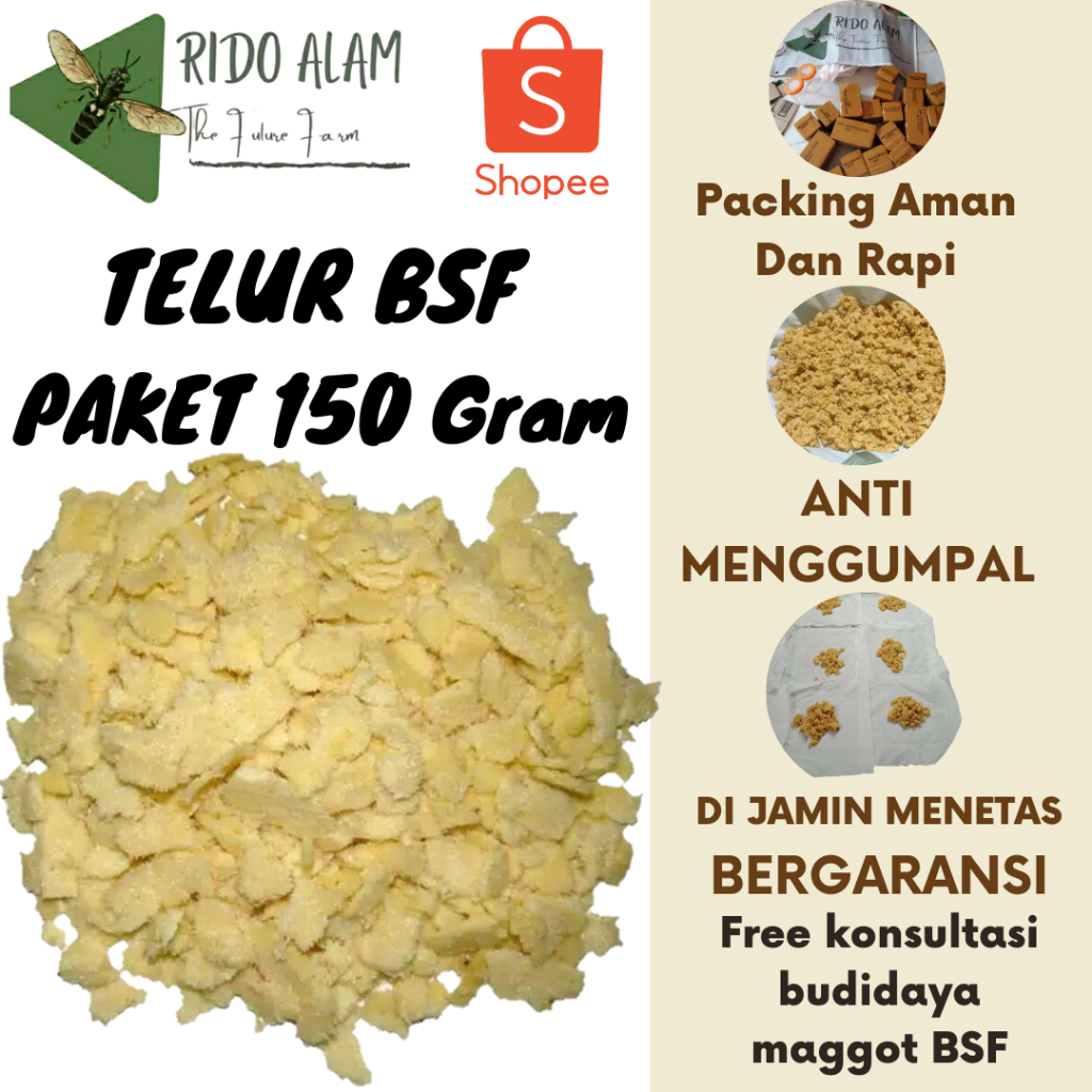 Telur maggot bsf Paket 150 gram| Telur Lalat bsf Super |Telur bsf fresh baru di panen | telur maggot