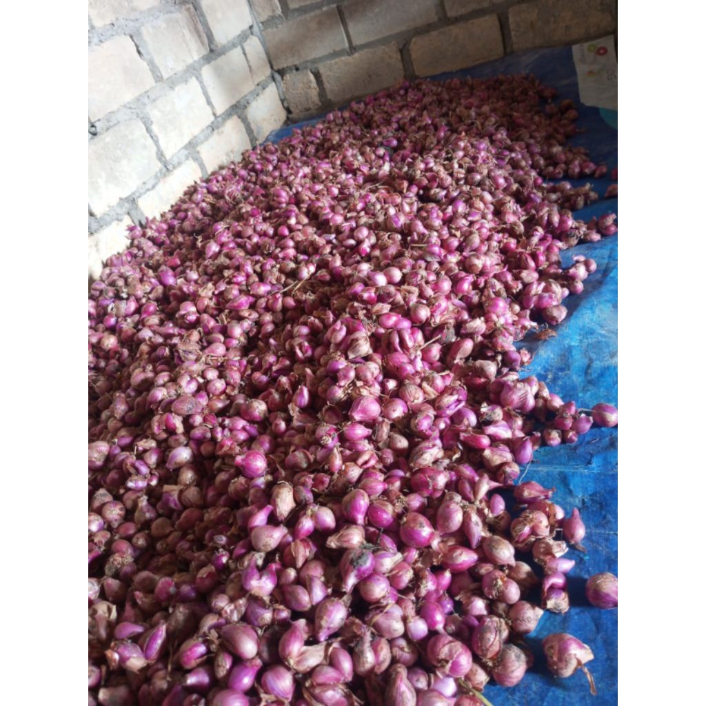 

Bawang Merah Bahan Dapur