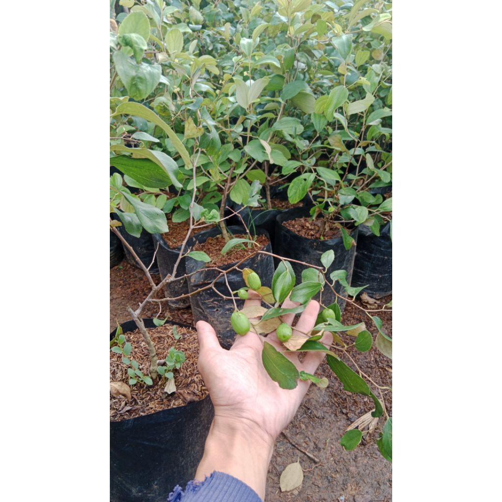 

Buah Apel Putsa / Apel India Ukuran Besar