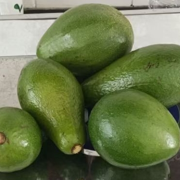 

AVORA - Alpukat Organik Fresh