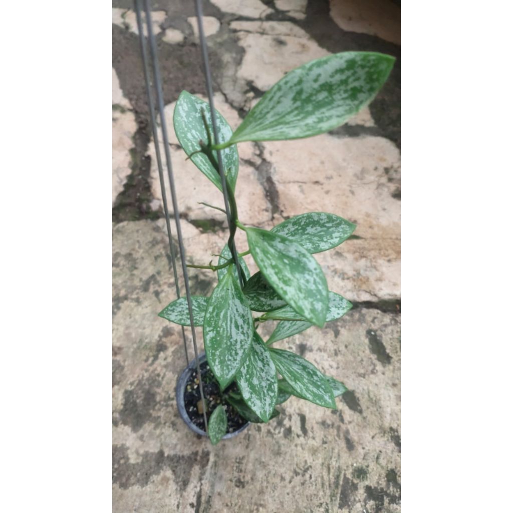 Tanaman Hoya Lacunosa Silver Lime