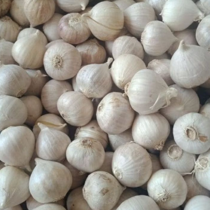 

Bawang putih tunggal/lanang putih super 1kg