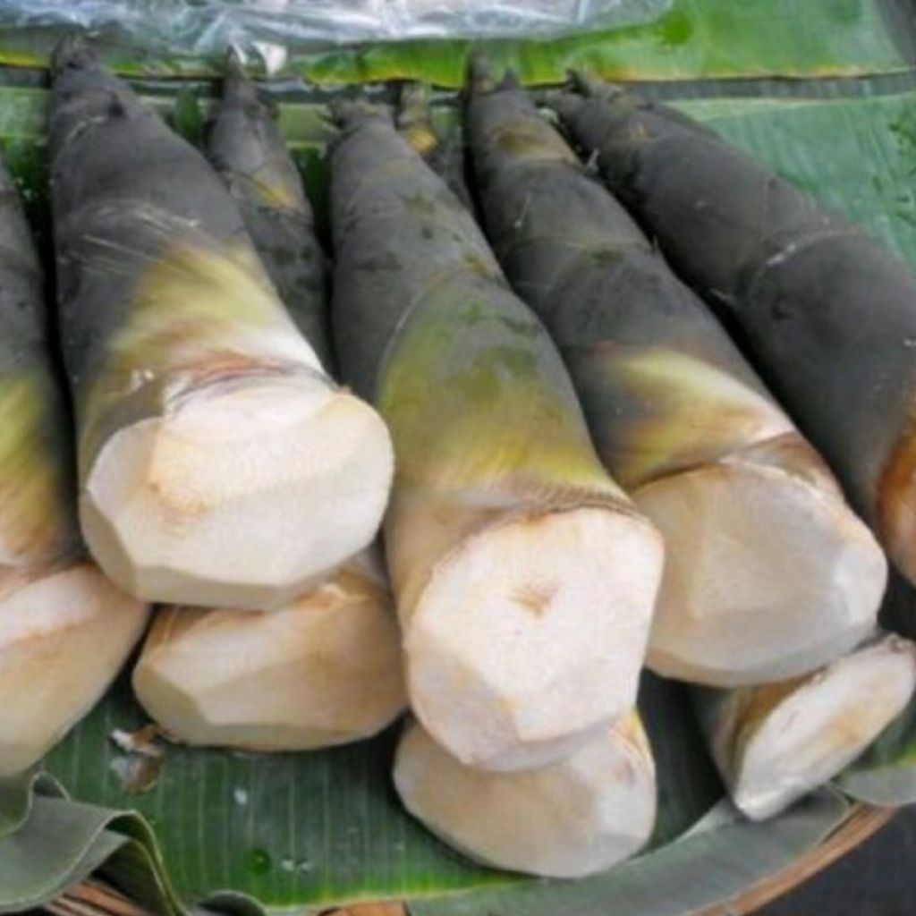 

REBUNG muda ALAMI Rebung Bambu FRESH Makanan ndeso 1kg