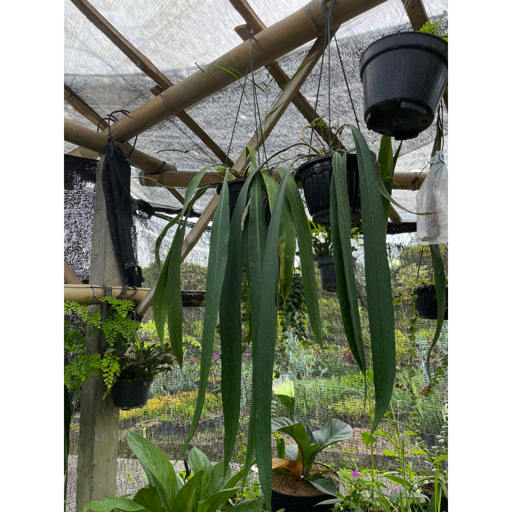 Anthurium Dasi - Tanaman Hias Anthurium Dasi Panjang