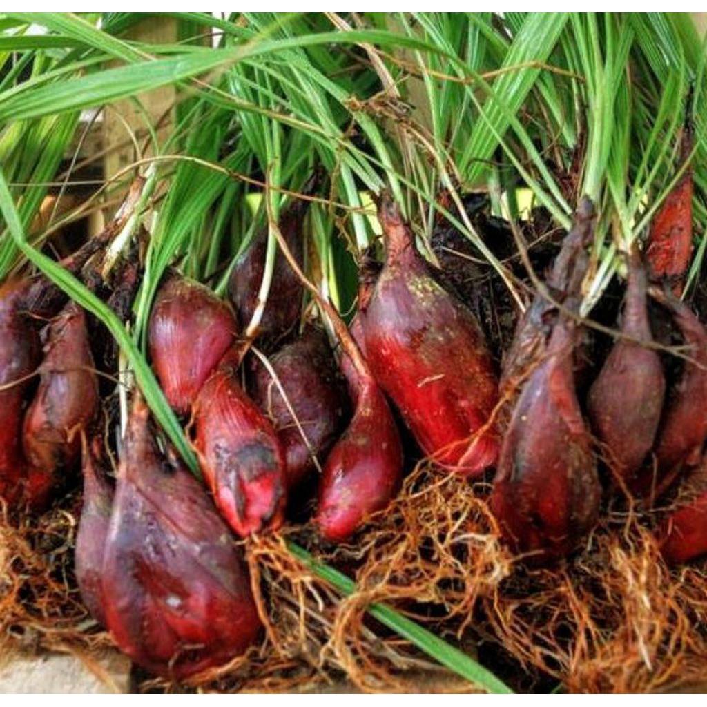 

bawang Dayak/bawang hutan fresh dadakan 100 gram