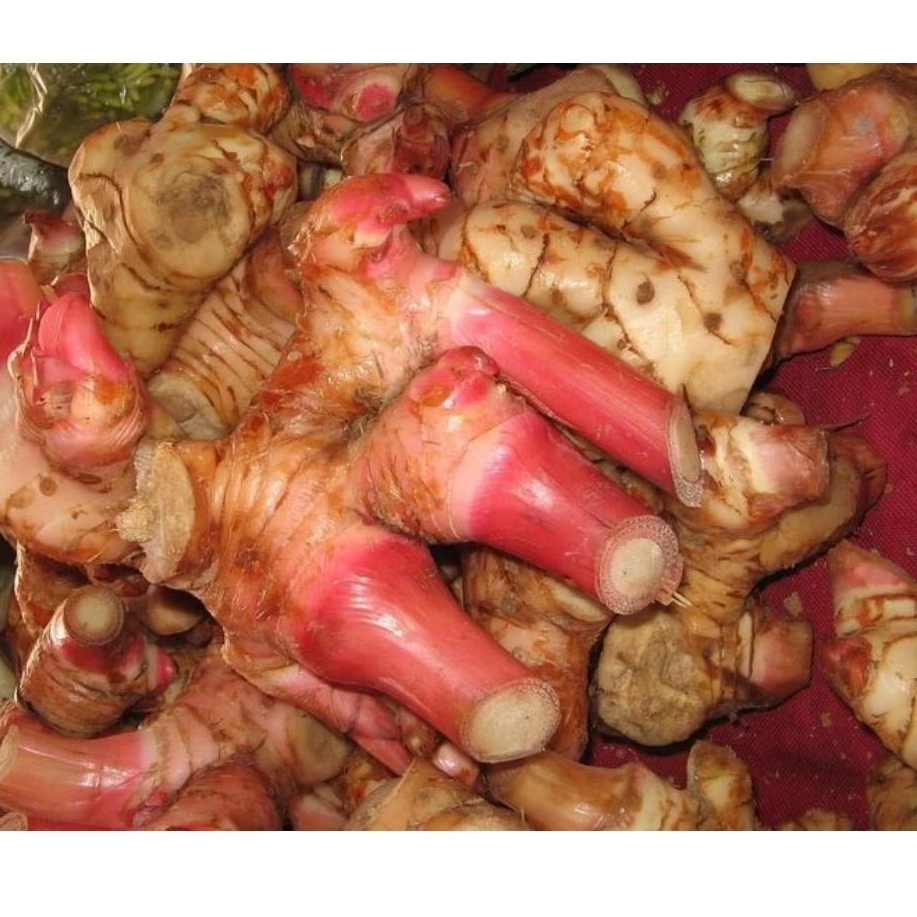 

lengkuas merah fresh Dadakan 1Kg