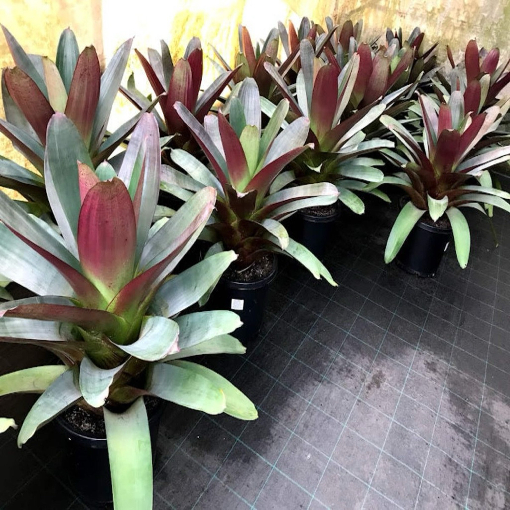 tanaman hias bromelia giant - bromelia besar - bromelia giant
