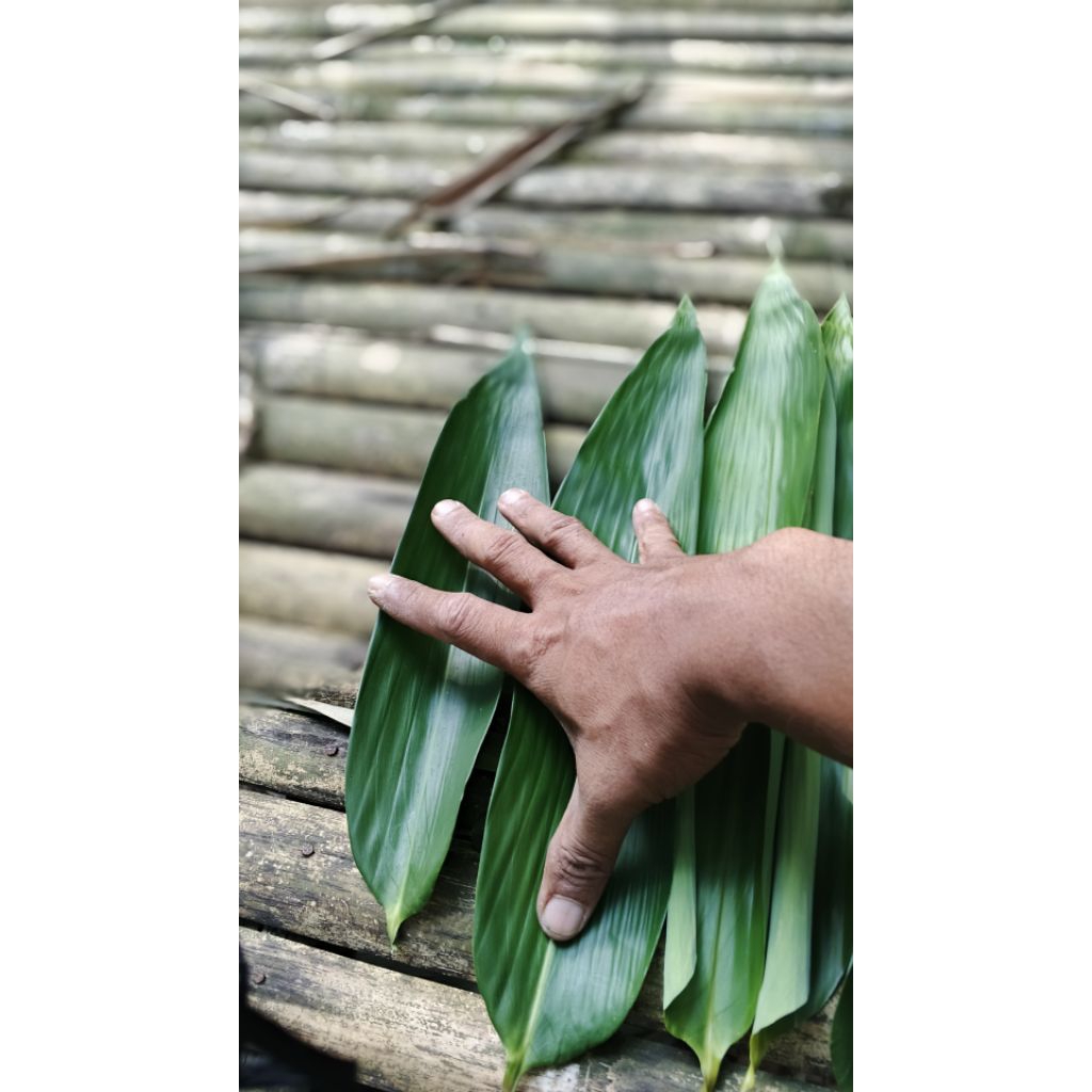 

50 lembar daun bambu fresh segar siap lebar 6~7 t eermurah terlaris
