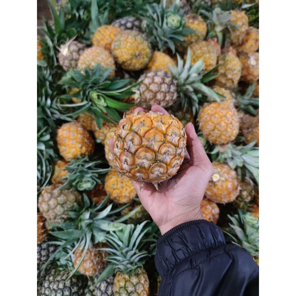 

Nanas madu pemalang 1biji