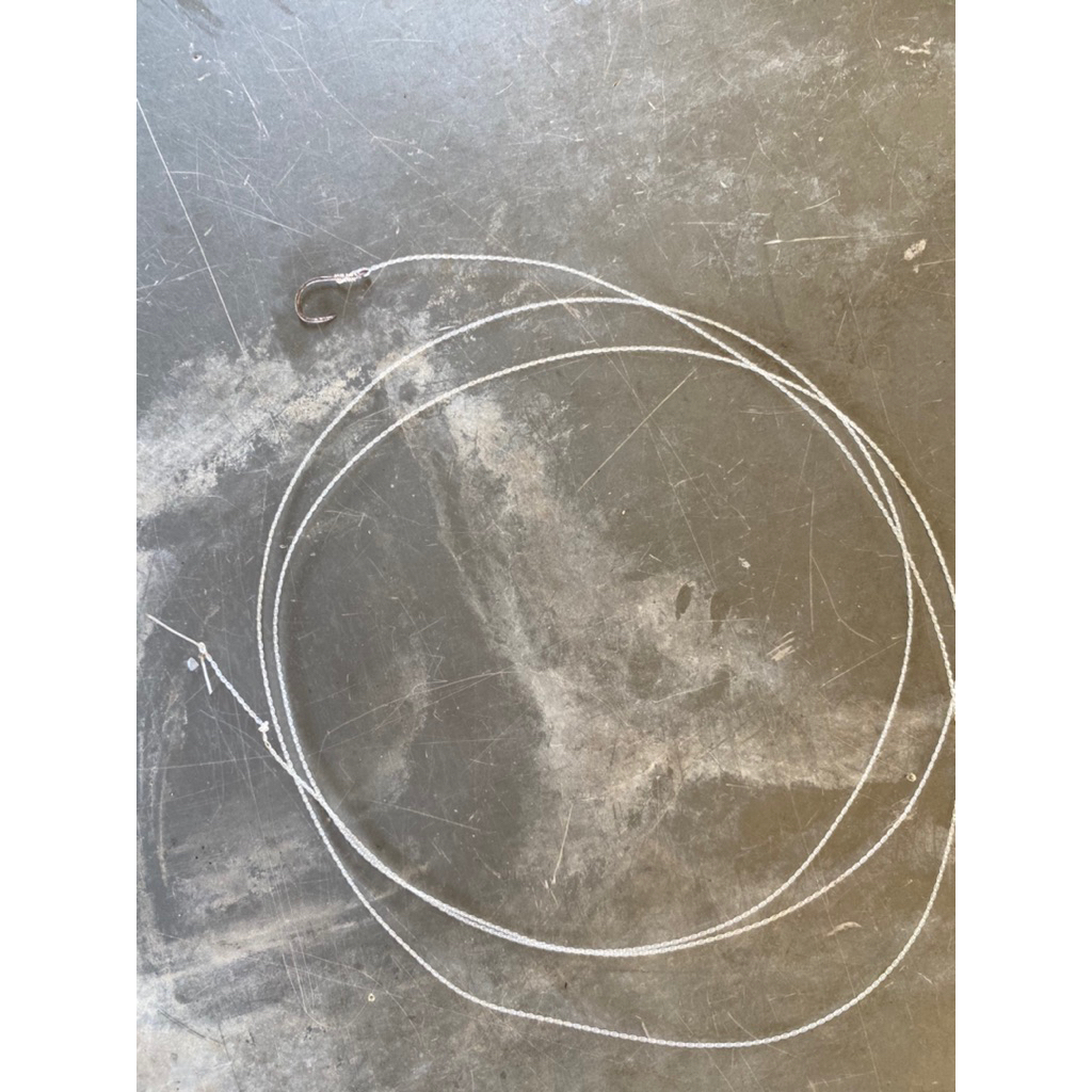 urek belut || urek sidat