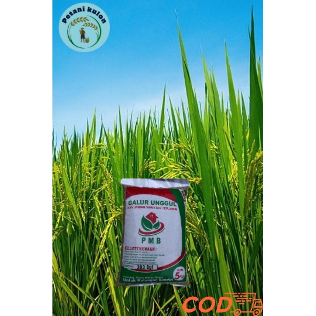 

padii galur unggul agt 303 5kg