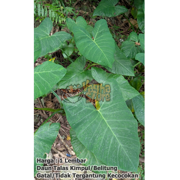 

Daun Talas Kimpul Bogor Belitung Untuk Membuat Buntil Pakan Ikan