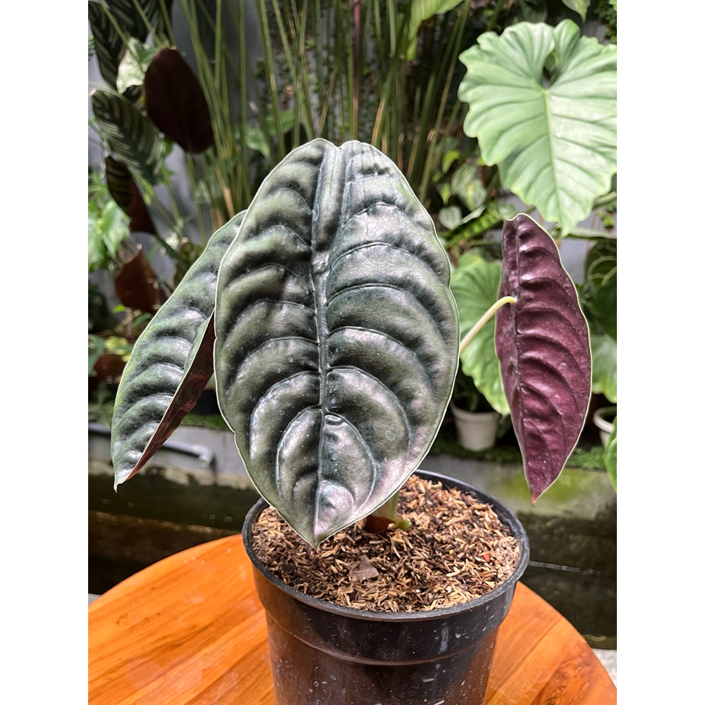 alocasia cuprea