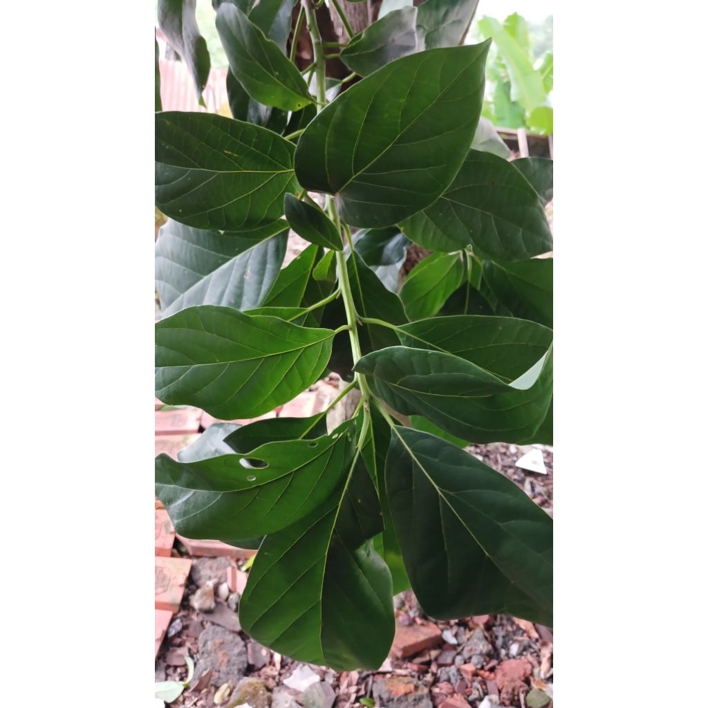 

DAUN ALPUKAT SEGAR DIPETIK SAAT ADA ORDERAN NON-PESTISIDA