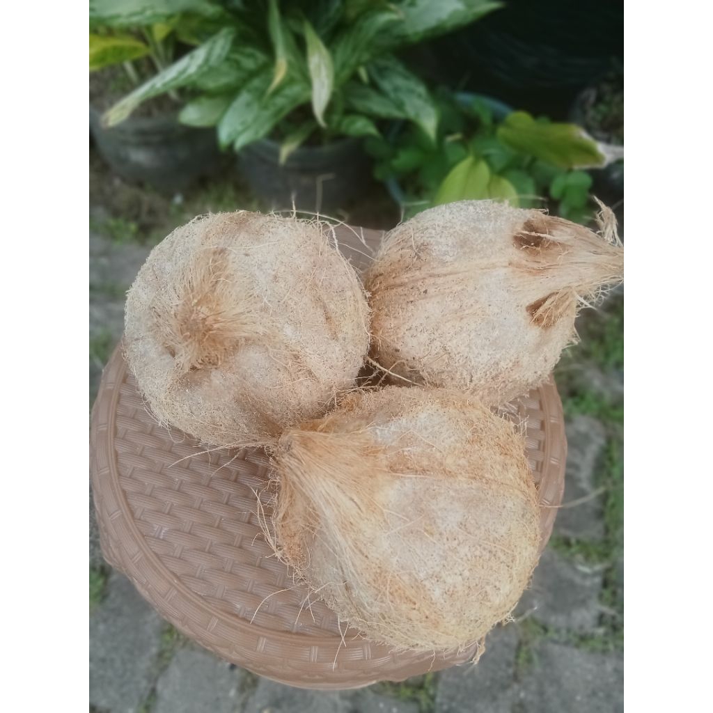 

kelapa tua murah