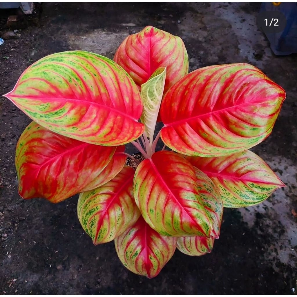 Tanaman Hias Aglonema Andini Bunga Hias Aglonema Aglaonema Andini Murah Merah BUKAN BONGGOL Tanaman 