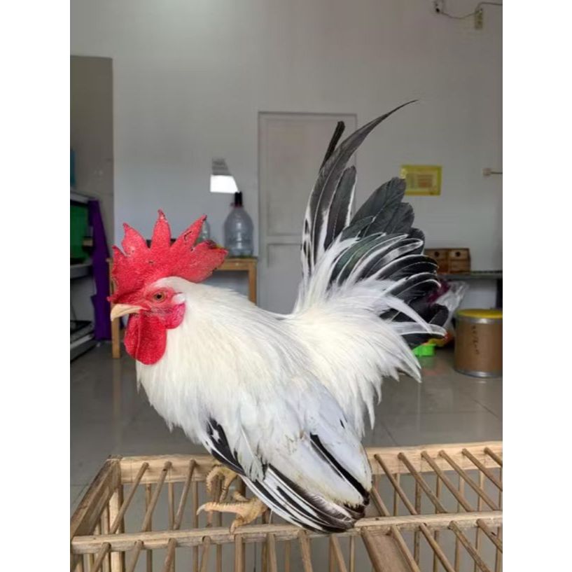 Ayam Kate Ayam Hias Chabo Jepang