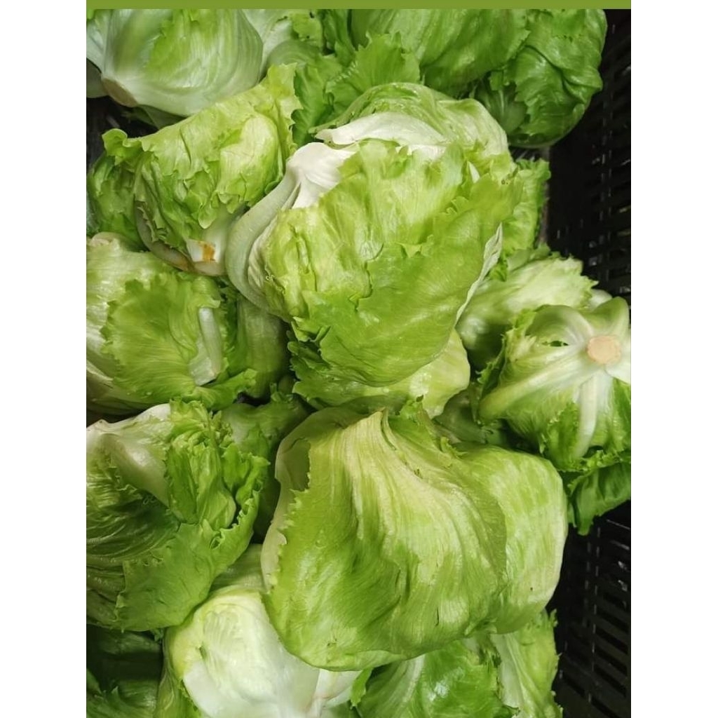 

Lettuce head 500gr